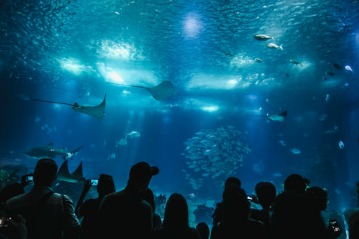 Attractions