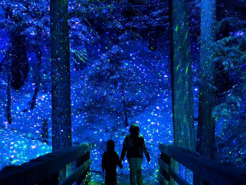 Night Ziplines over Vallea Lumina